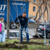 Выкапывание ещё одной ямы для нового дерева — newsvl.ru