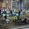 При посадке деревьев каждый занимается своим делом — newsvl.ru