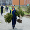 «Зелёному Владивостоку» деревьев для студентов не жалко — newsvl.ru
