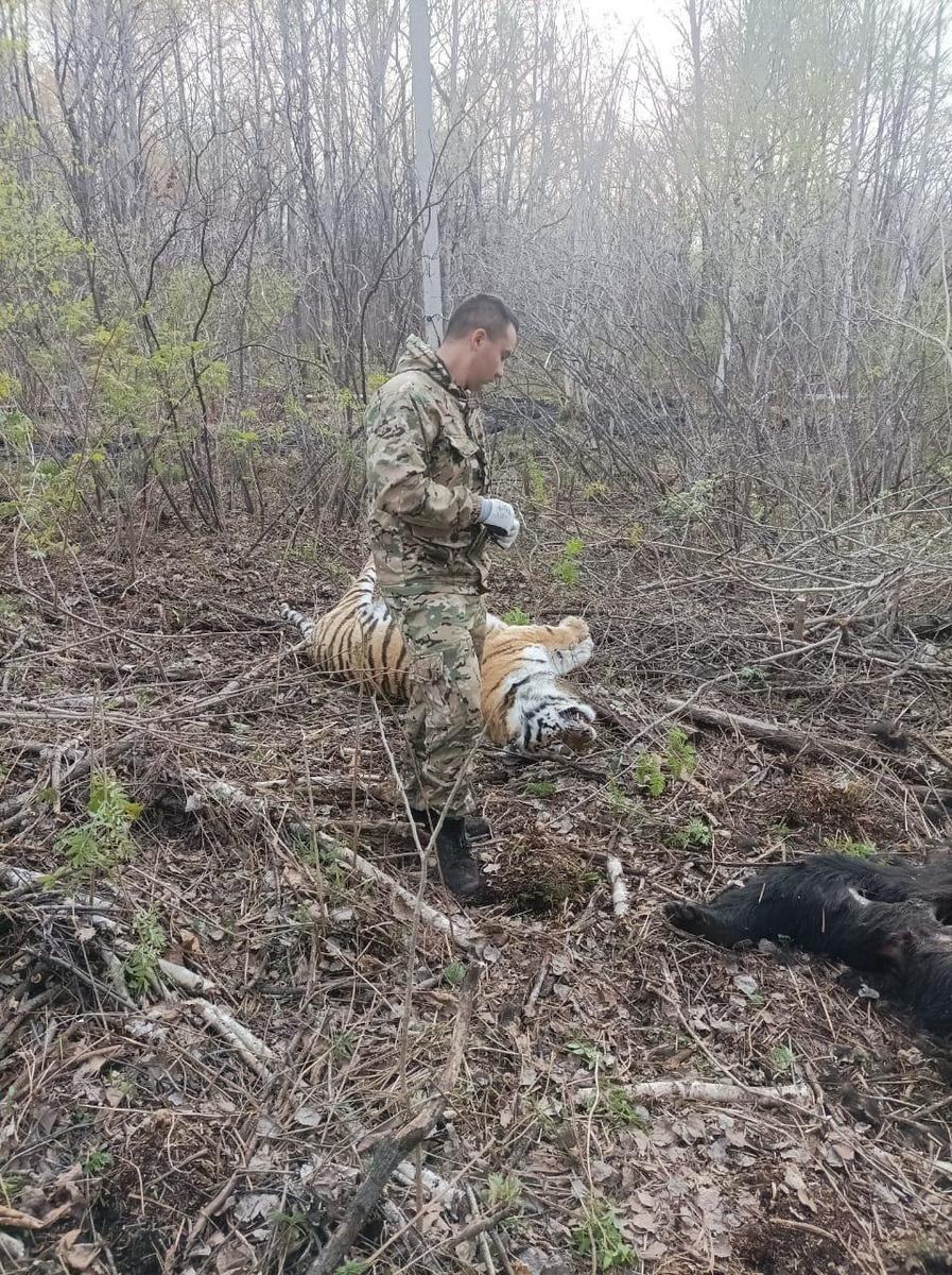 Тигра убило током в Пожарском районе (ВИДЕО 18+) – Новости Владивостока на  VL.ru