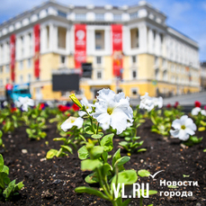 Клумбы во Владивостоке наполняются цветами 