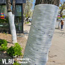 Во Владивостоке бизнесмен продырявил шурупами несколько деревьев для закрепления подсветки – мэрия требует снять светодиоды 