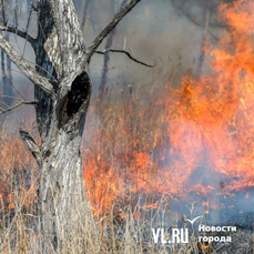 Более 40 га леса выгорело в Приморском крае за вчерашний день