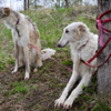 На соревнования привезли 20 собак — newsvl.ru