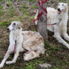 Собаки тонкие, изящные, с длинными ногами — newsvl.ru