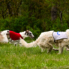 Собаки бегут по кругу радиусом 360-380 метров — newsvl.ru