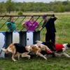 Задача собак – показать максимальную скорость — newsvl.ru