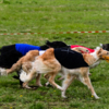 Собака должна бежать, не обращая внимания на соперников и не показывая агрессии к ним — newsvl.ru