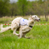 Собаки развивали скорость более 60 км/ч — newsvl.ru
