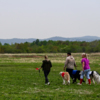 Владельцы говорят, что много времени проводят со своими собаками на прогулках — newsvl.ru