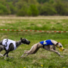 Некоторые собаки терялись на дистанции, отвлекались на конкурентов, но лучшие из них дошли до конца — newsvl.ru