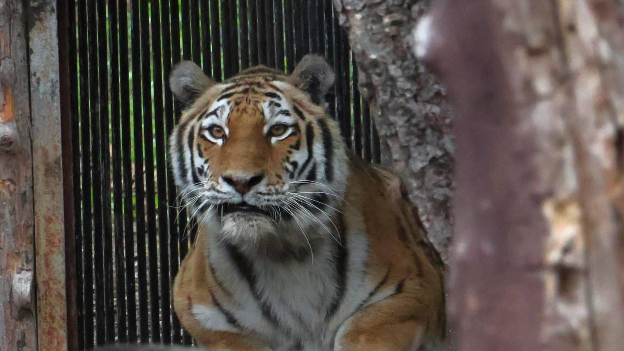 В зоосаде «Приамурский» появилась новая тигрица (ФОТО)