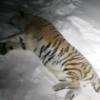 Фото: Центр «Амурский тигр» — newsvl.ru