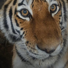 Тигрицу без клыков отправили из приморского центра реабилитации в хабаровский зоосад