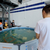 В каркасном бассейне выступают самые маленькие робототехники — newsvl.ru