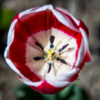 В Ботаническом саду Владивостока активно идёт цветение тюльпанов — newsvl.ru