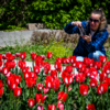 Жители города приезжают в Ботанический сад, чтобы увидеть цветение тюльпанов — newsvl.ru