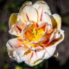 Пионовидный тюльпан — newsvl.ru
