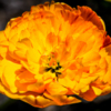 Можно встретить один сорт тюльпана, но разных цветов — newsvl.ru