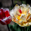 Два тюльпана разных сортов растут рядом друг с другом — newsvl.ru