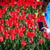 Тюльпаны цветут всего две недели — newsvl.ru