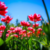 В момент цветения тюльпаны, как и другие растения тянутся к солнцу  — newsvl.ru