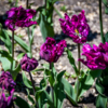 Попугайные тюльпаны выделяются на фоне остальных формой лепестков и цветом — newsvl.ru