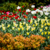 Лилиецветные тюльпаны на фоне других сортов — newsvl.ru