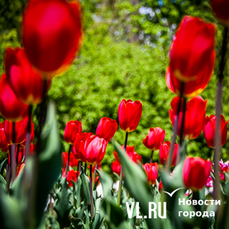 Массовое цветение тюльпанов в Ботаническом саду во Владивостоке продлится ещё неделю (ФОТО)