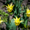 Лилиецветные тюльпаны — newsvl.ru