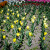 Более 50 лилиецветных тюльпанов растут в ботаническом саду — newsvl.ru