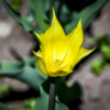 Необычной формой бутона обладают лилиецветные тюльпаны — newsvl.ru