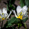 В Ботсаду хотят показать всё разнообразие тюльпанов и успехи мировой селекции — newsvl.ru