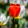 Как будто кистью нанесли жёлтые мазки краски на лепестки красного тюльпана — newsvl.ru
