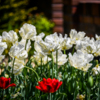 Попугайные тюльпаны самые экстравагантные — newsvl.ru
