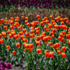 Тысячи тюльпанов цветут в Ботсаду — newsvl.ru