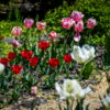 Каждый год в экспозиции Ботсада от 40 до 70 тюльпанов — newsvl.ru