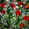 Цвести тюльпаны будут ещё как минимум неделю — newsvl.ru
