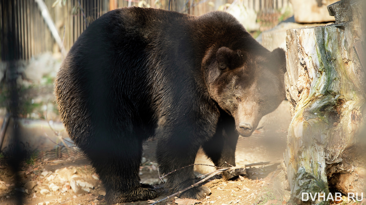 Медведь загрыз человека у поселка Кирга