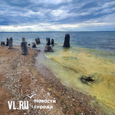 Жителей Владивостока вновь тревожат «жёлтые приливы» – это скопления пыльцы хвойных деревьев 