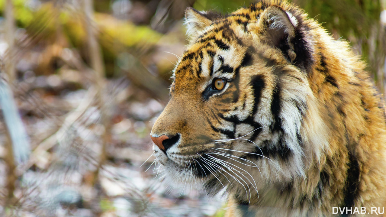 Подозревается тигр - женщина погибла в тайге