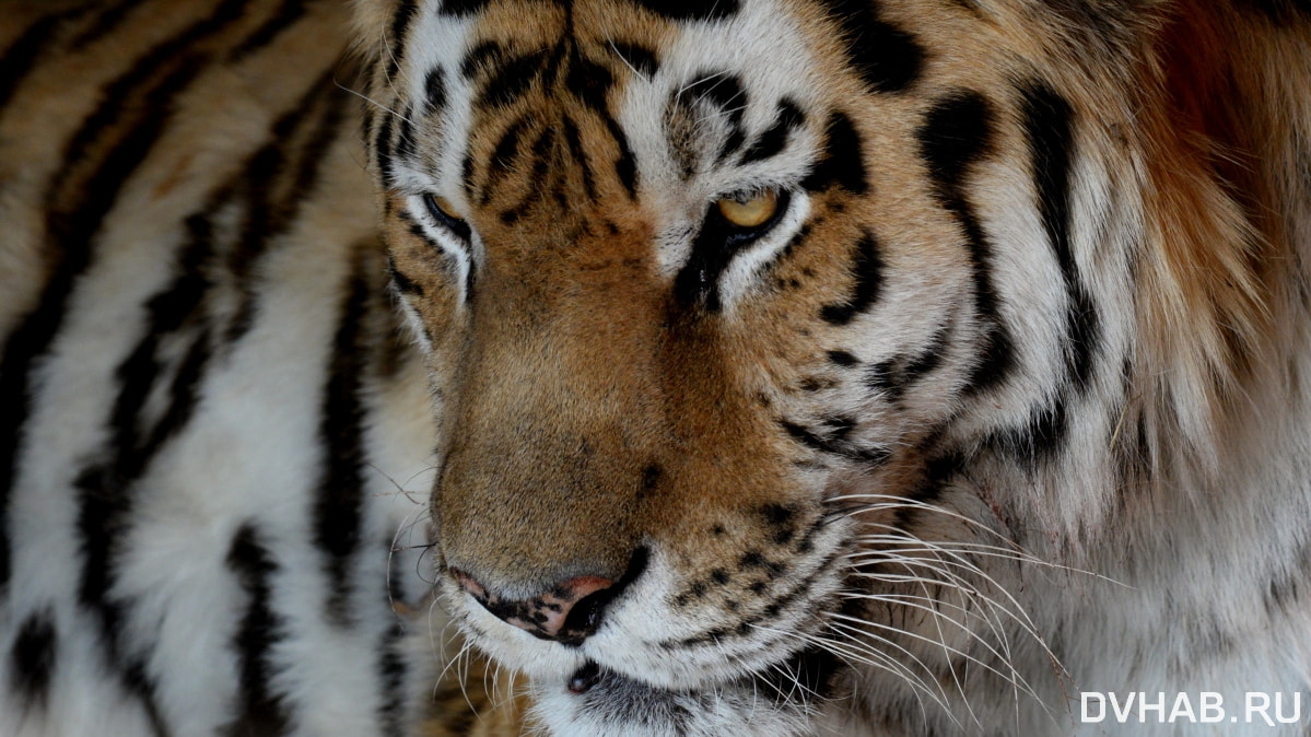 Конфликтного тигра вернули в дикую природу в Хабаровском крае (ВИДЕО)