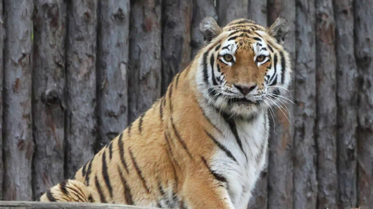 Голосование за имя для новой тигрицы объявили в зоосаде «Приамурский»