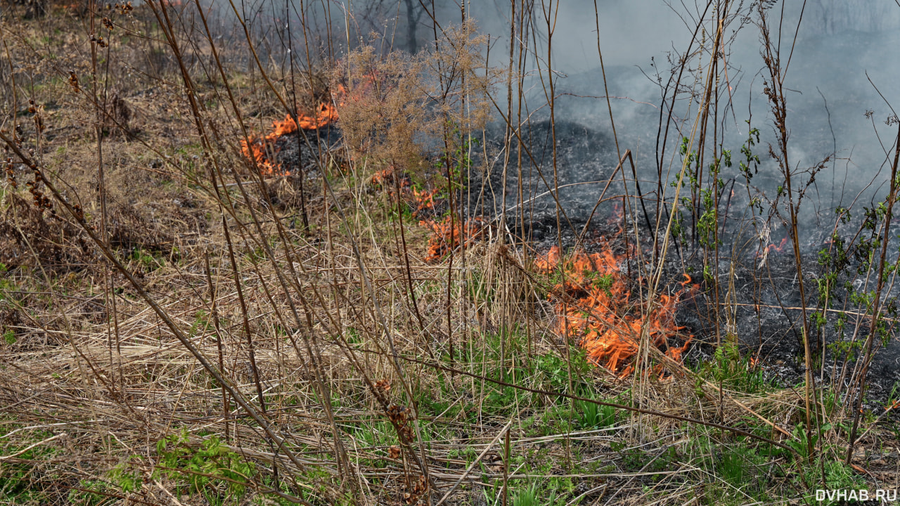 Лесной пожар возник у села в Хабаровском крае
