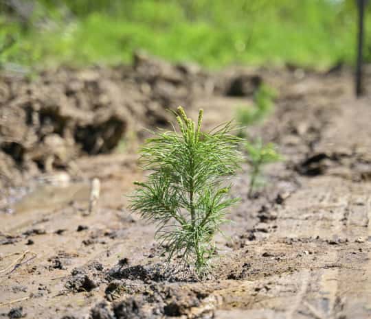 Тысячи сеянцев высадили под Хабаровском на акции «Сад памяти» (ФОТО ...