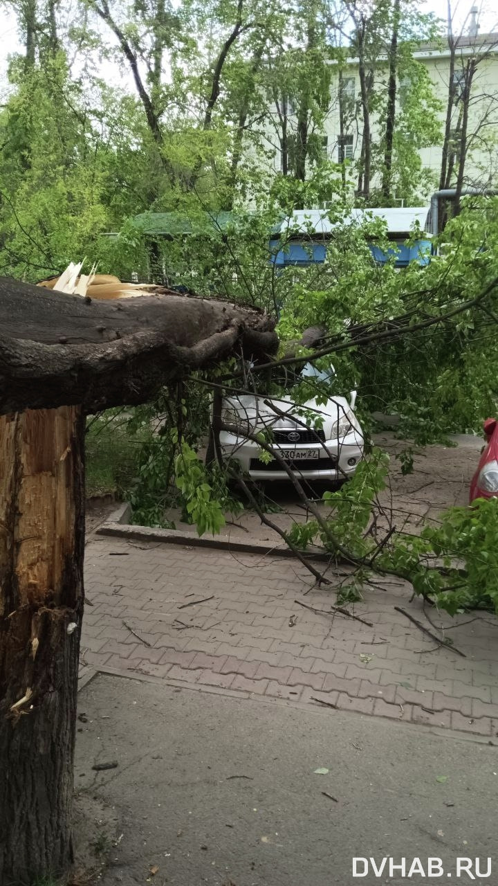 Дерево рухнуло на машину на Пятой площадке (ФОТО) — Новости Хабаровска