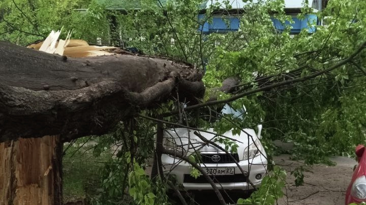 Дерево рухнуло на машину на Пятой площадке (ФОТО)