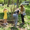 Освобождают дерево от дорожного «одеяния» — newsvl.ru