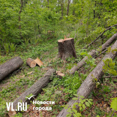 Полиция проверяет информацию о незаконной вырубке деревьев в районе Садгорода 