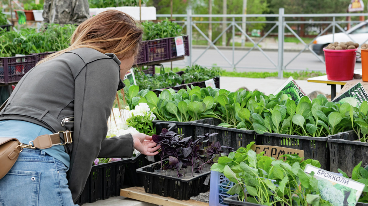 Брокколи и базилик - почем продают рассаду на рынке на Трёхгорной (ФОТО)